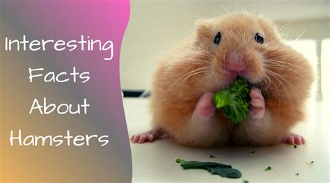 Facts About Hamsters Petsium