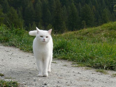 Beautiful White Cat Walking In The Hills Wallpapers And