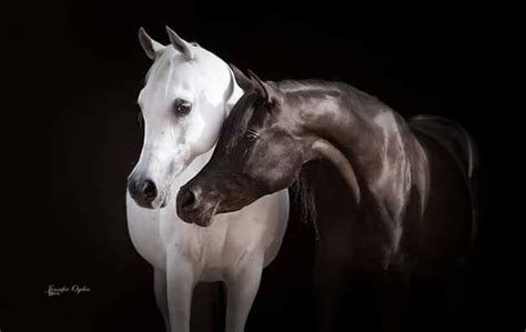 Black And White Horses Beautiful Arabian Horses Pretty Horses