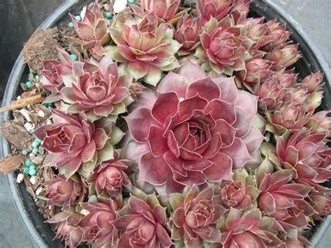 Sempervivum Ornatum Sempervivum Succulent Gardening Succulent Type