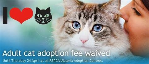 Due to technical issues some of the photographs on this page are not loading properly. Free Adult Cat Adoption RSPCA Victoria | Cat adoption ...