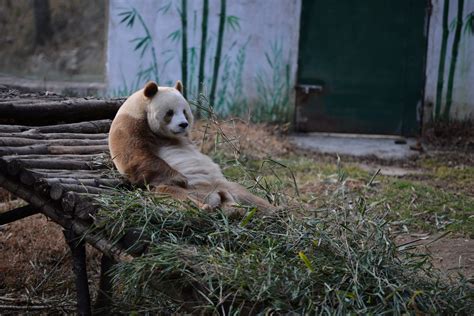 White Panda Is Spotted In China For The First Time The New York Times