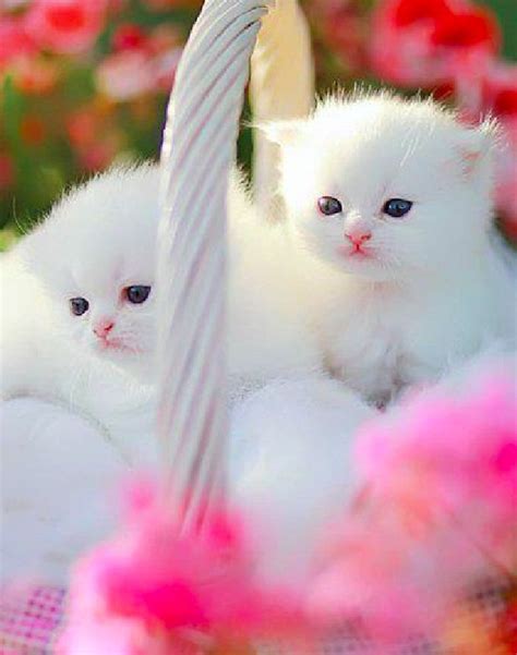 Beautiful White Persian Kittens • Photo Mylaphotography On Dreamstime Kittens Cutest Cute