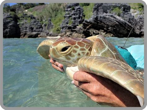 Satellite Tracked Turtles Bermuda Turtle Project