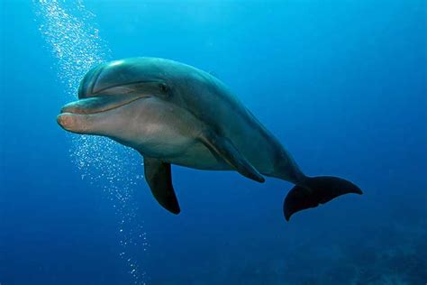 50 Fun And Fascinating Dolphin Facts For Kids