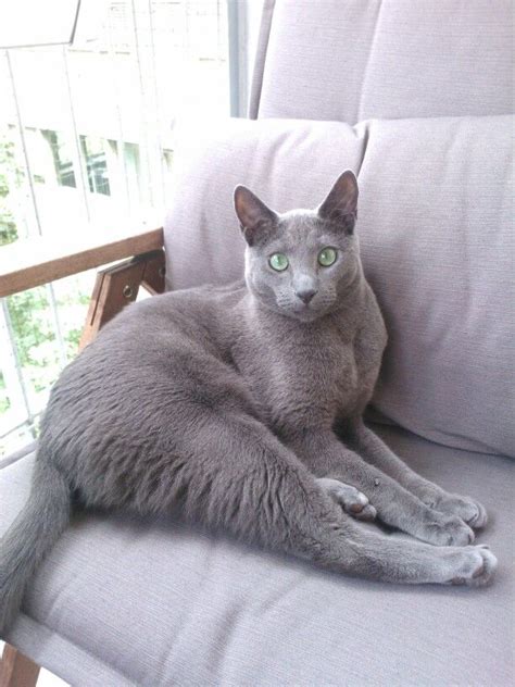 There are 21469 blue grey cat for sale on etsy, and they cost 13,54 $ on average. Russian Blue | Russian blue, Cats, Grey cats