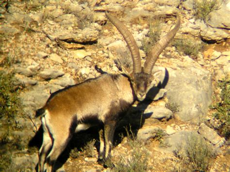 Spanish Ibex Hunts Ibex Hunting In Spain Ibex