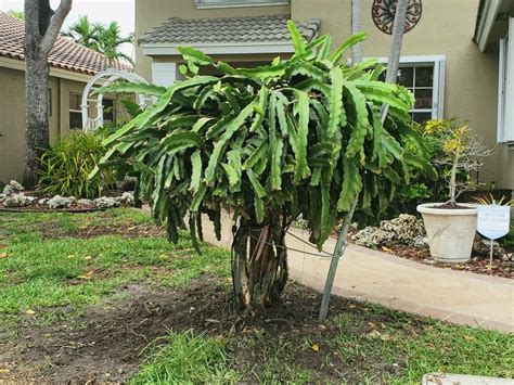 The project goal is to develop a standardized design practice for selecting a trellis or. My Dragon Fruit Trellis (after a nice haircut and planting ...