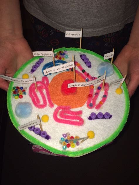 If you have to create a 3d model of the cell for a class project, or simply want to create one for your own enrichment, this article will walk you through the. Pin on School