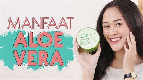 Luar biasa ternyata inilah manfaat aloevera gel untuk wajah youtube. 5 Manfaat Aloe Vera Gel Dan Cara Penggunaannya Untuk Wajah ...