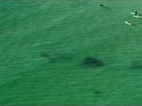 Terrifying Moment Shark Swims Towards Surfers At Byron Bay Youtube