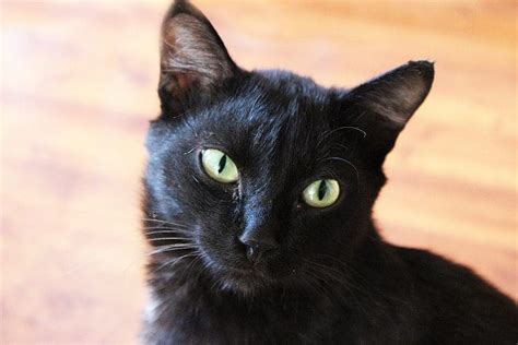 Mesmerizing Black Cat With Green Eyes Common Breeds List