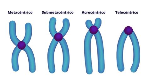 Cromosomas Qué Son Los Cromosomas Y Por Qué Son Importantes