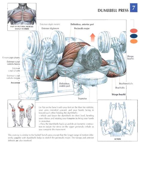 We'll discuss the function and anatomy. Pin on Training Anatomy (Chest)