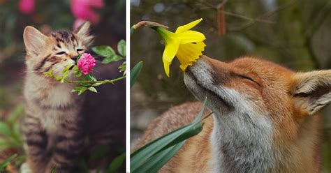 Animals Sniffing Flowers Is The Cutest Thing Ever 15 Pics Bored Panda