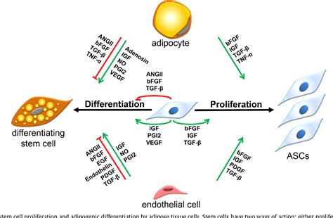 adipose derived stem cell differentiation as a basic tool for vascularized adipose tissue