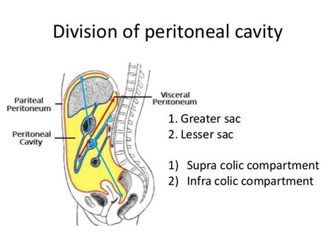 Peritoneum I