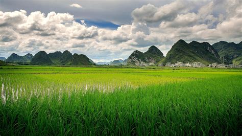 Paddy Field In China Backiee