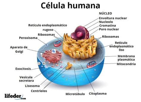 C Lula Humana Caracter Sticas Funciones Partes Organelos