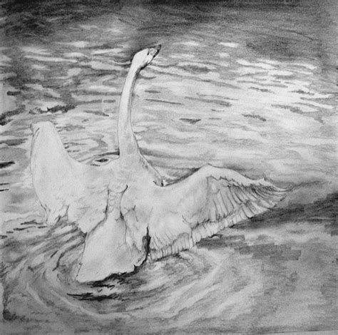 Swan Drawing By Skvocka On Deviantart
