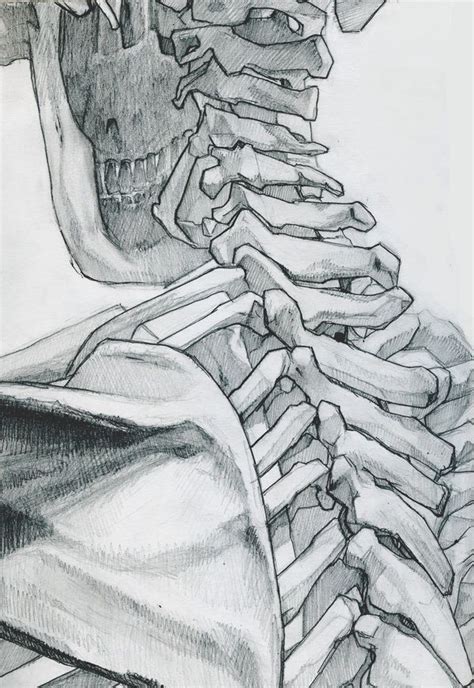 Workmans Tumblr — Anatoref Skeleton Studies By James Julier Anatomy