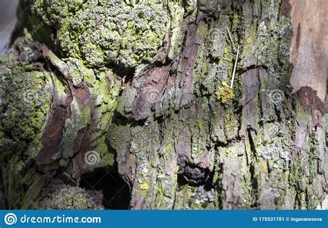 Tree Bark With Green Moss Background Nature Texture Stock Image