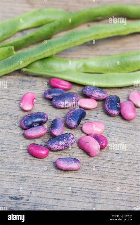 Phaseolus Coccineus Runner Bean Scarlet Emperor Seeds And Seed Pods