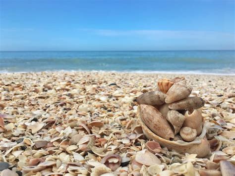 Tips For Shelling On Sanibel Island Adventures In Paradise