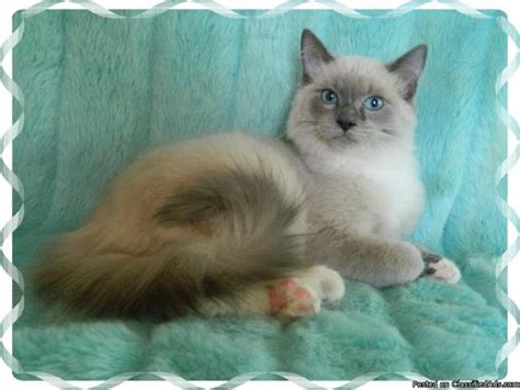 Ragdoll Rare Blue Mink Male Adult For Adoption For Sale In Mulberry