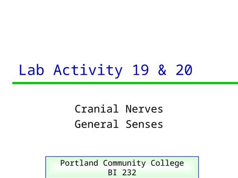 Ppt Lab Activity Cranial Nerves General Senses Portland Hot Sex Picture