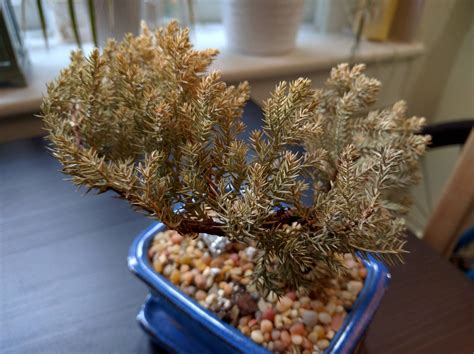 If the frond is still partially green, you can trim off just the dead parts. How To Rescue A Dying Bonsai Tree | Bonsai Tree Gardener