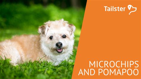 A Guide To Microchips And Your Pomapoo