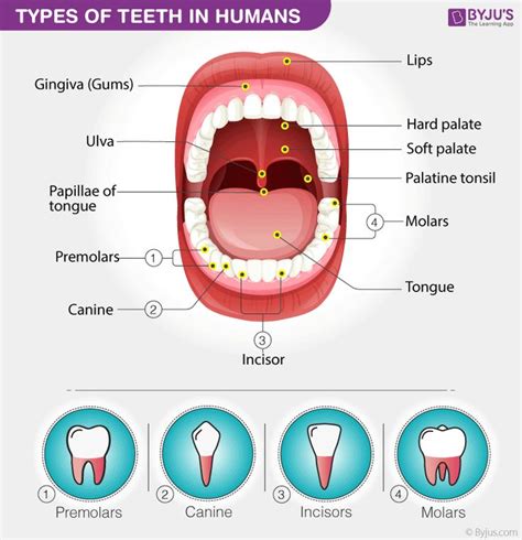 Types Of Teeth In Humans Teeth Diagram Tooth Chart Human Teeth