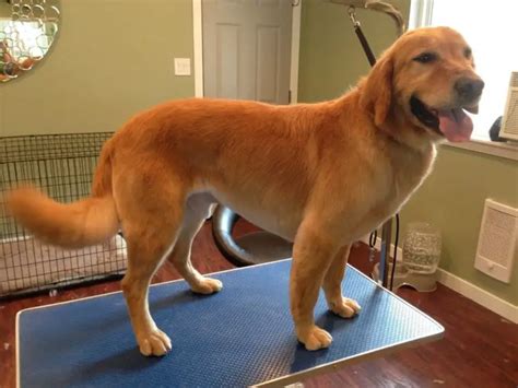 15 Best Golden Retriever Haircuts For Dog Lovers The Paws