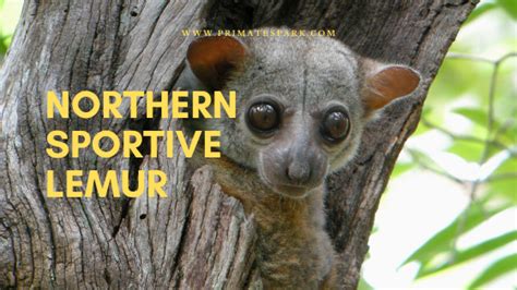 Northern Sportive Lemur Description And Traits Primates Park