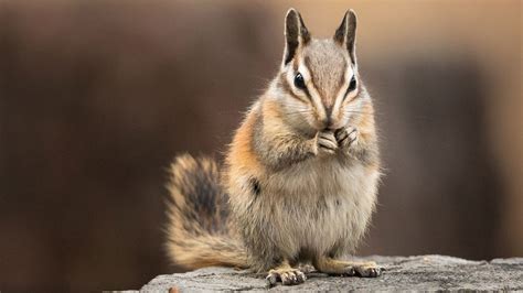 6 Home Remedies For Getting Rid Of Chipmunks