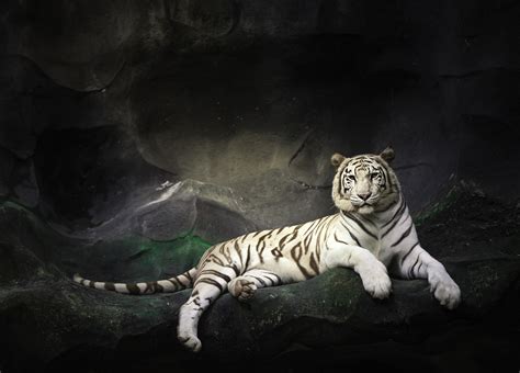 White Bengal Tiger Wallpaper Download Hd Wallpaper Dp