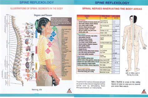 03 Spine Reflexology