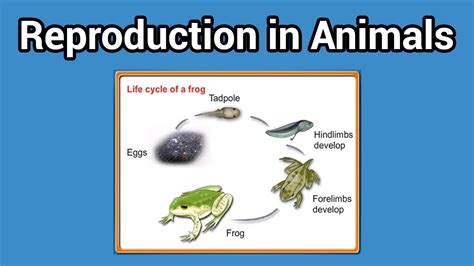 Reproduction in Animals (Animal That lay eggs class-4) - YouTube