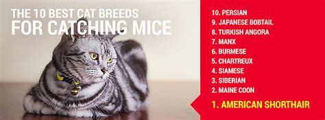 Top Cat Breeds For Catching Mice