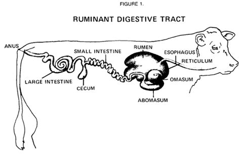 Cows Digestive System