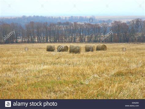 Rolls Of Fresh Hay Stock Photo Alamy