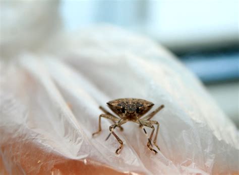 Is something lurking under your sheets when the lights go out? How to Determine If You Have Bed Bugs: The Complete Guide