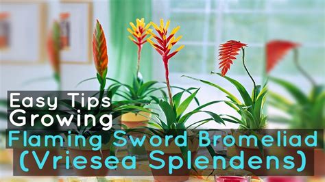 Growing Flaming Sword Bromeliad Vriesea Splendens Easy Tips Youtube