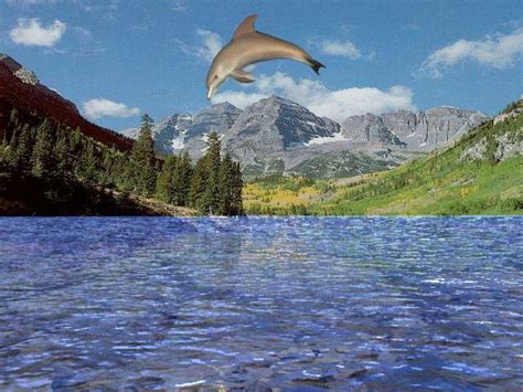 Free 3d Dolphin Aqua 376 A Screensaver Of Photorealistic Dolphin