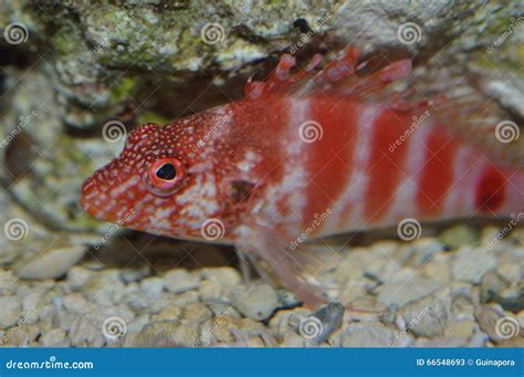 Red Hawaiian Hawk Fish Stock Image Image Of Aquariums 66548693