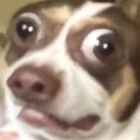 Funny Dog Pfp For Zoom