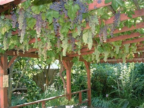 Grape Arbor Designs Plans Woodworking Projects And Plans