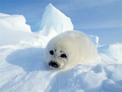 Animals Of The World Harp Seals