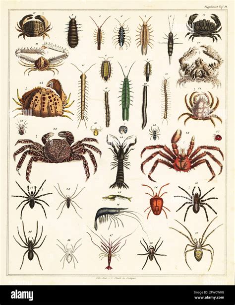Varieties Of Crabs Crustaceans Shrimp Crayfish Spiders Insects